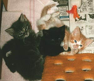 Foster_Kittens